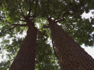 Walnut Trees